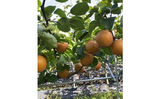 【糖度保証】阿部梨園の梨（3kg　メルシー箱）あきづき　※離島への配送不可　※2025年9月中旬～9月下旬頃に順次発送予定