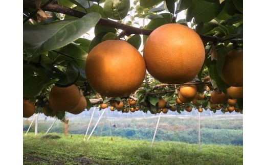 阿部梨園の梨（3kg　レギュラー箱）にっこり　※離島への配送不可　※2025年10月上旬～10月下旬頃に順次発送予定