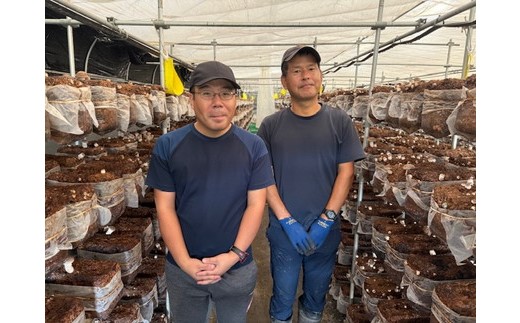 【先行受付】栃木県宇都宮市産　菌床椎茸　1kg ※2025年11月以降順次発送予定