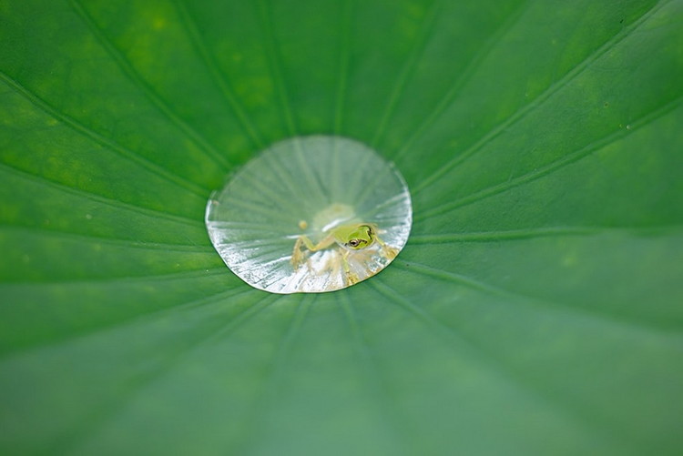 Canon 大口径・望遠ズームレンズ RF70-200mm F2.8 L IS USM ｜ キヤノン Canon カメラ レンズ  写真 撮影