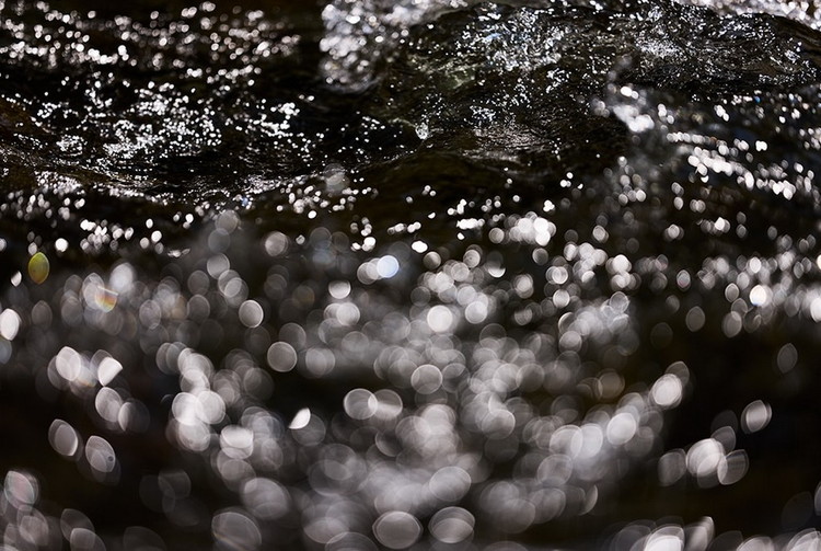 Canon 高画質マクロレンズ RF100mm F2.8 L MACRO IS USM ｜ キヤノン Canon カメラ レンズ  写真 撮影