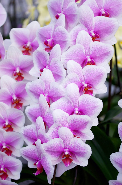 胡蝶蘭 オリジナル品種「ヴィーナス 」3本立ち｜花 蘭 らん ラン コチョウラン 産地直送 生花 鉢 鉢植え 開院祝い 開店祝い 開業祝い 結婚祝い 結婚記念日 就任祝い 退職祝い お祝い 母の日 父の日 ギフト 贈り物 プレゼント　※沖縄、離島への配送不可