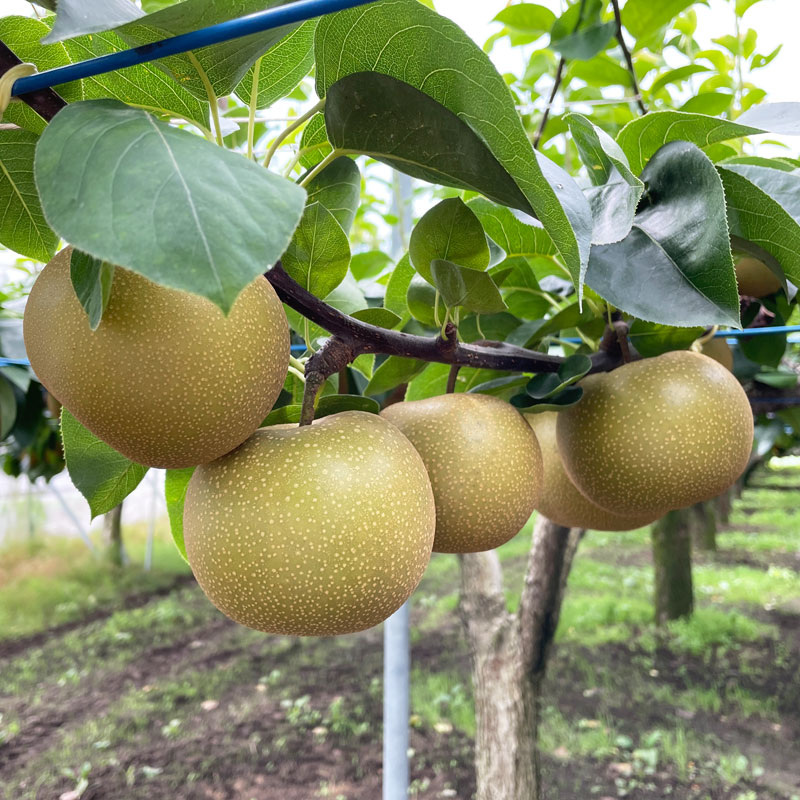 あきづき 15kg 27～36玉 ｜ 栃木県産 宇都宮市 梨 なし あきづき フルーツ 果物 ※離島への配送不可 ※2025年9月中旬頃より順次発送予定