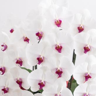 【栃木県宇都宮産】特選胡蝶蘭（大輪）白赤　3本立 45～46輪クラス ※離島への配送不可