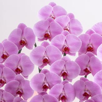 【栃木県宇都宮産】特選胡蝶蘭（大輪）ピンク　3本立 45～46輪クラス ※離島への配送不可