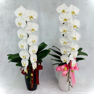 【栃木県宇都宮産】胡蝶蘭（大輪）白　1本立 ※離島への配送不可