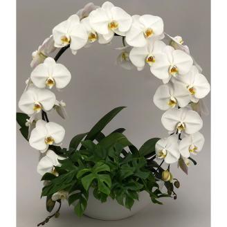 【栃木県宇都宮産】胡蝶蘭（大輪）白　サークル仕立 （ラッピング不可・リボンのみ無料） ※離島への配送不可