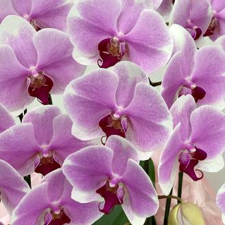 【栃木県宇都宮産】胡蝶蘭（小輪）ピンクラテ　3本立 ※離島への配送不可