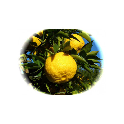 宮ゆず贅沢セット