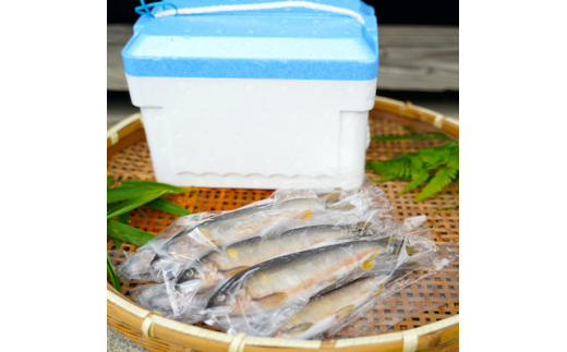 栃木県宇都宮 鬼怒川の鮎 1kg(8～10尾)