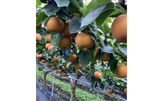 【糖度保証】阿部梨園の梨（3kg　メルシー箱）あきづき　※離島への配送不可　※2025年9月中旬～9月下旬頃に順次発送予定