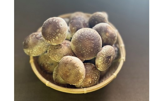 【先行受付】栃木県宇都宮市産　菌床椎茸　1kg ※2025年11月以降順次発送予定