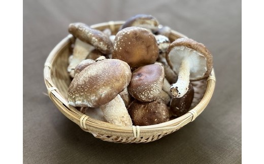 【先行受付】【訳あり】栃木県宇都宮市産　菌床椎茸　2kg ※2025年11月以降順次発送予定