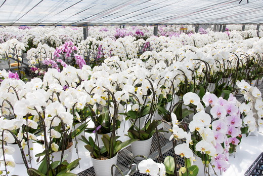 胡蝶蘭 オリジナル品種「ヴィーナス 」2本立ち｜花 蘭 らん ラン コチョウラン 産地直送 生花 鉢 鉢植え 開院祝い 開店祝い 開業祝い 結婚祝い 結婚記念日 就任祝い 退職祝い お祝い 母の日 父の日 ギフト 贈り物 プレゼント　※沖縄、離島への配送不可