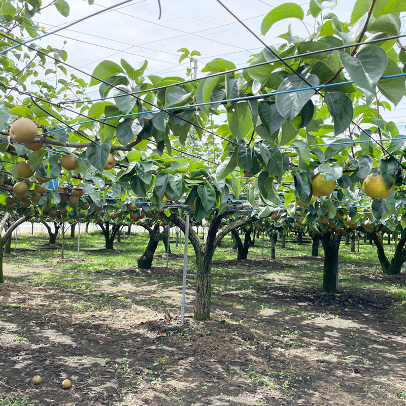 豊水 10kg 18～24玉 ｜ 栃木県産 宇都宮市 梨 なし 豊水 フルーツ 果物 ※離島への配送不可 ※2025年9月上旬頃より順次発送予定