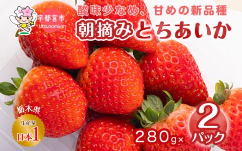 朝摘み とちあいか 2パックセット ※離島への配送不可 ※2026年1月～3月頃に順次発送予定
