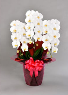 胡蝶蘭大輪　ダイヤモンドスター 3本立ち 33～35輪クラス ※配送不可地域あり