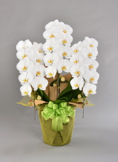 胡蝶蘭大輪　ダイヤモンドスター 3本立ち 36～38輪クラス ※配送不可地域あり