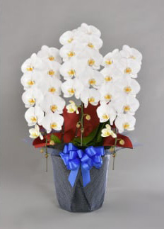 胡蝶蘭大輪　ダイヤモンドスター 3本立ち 39～40輪クラス ※配送不可地域あり