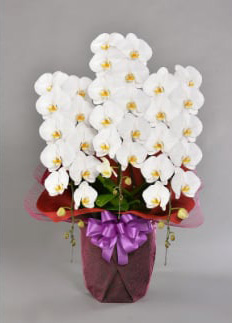 胡蝶蘭大輪　ダイヤモンドスター 3本立ち 41～42輪クラス ※配送不可地域あり