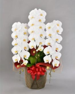 胡蝶蘭大輪　ダイヤモンドスター 3本立ち 43～45輪クラス ※配送不可地域あり