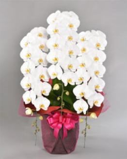 胡蝶蘭大輪　ダイヤモンドスター 3本立ち 46～48輪クラス ※配送不可地域あり