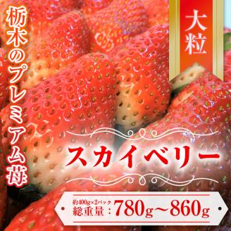 【先行予約】スカイベリー 約390g～430g×2パック | いちご 栃木 スカイベリー 大粒 大きい いちご 苺 イチゴ 栃木 果物 甘い 評判 鮮度 抜群 好評 人気 アレンジ アフター対応あり※離島への配送不可 ※2026年1月中旬～3月下旬頃に順次発送予定