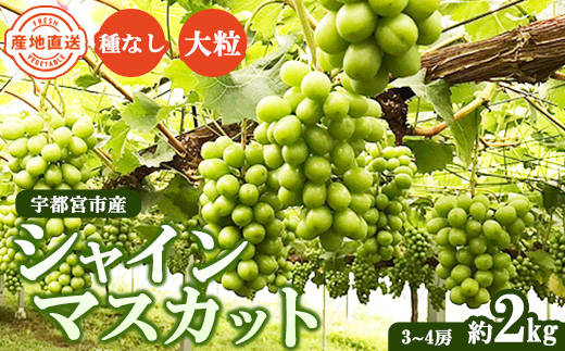 【先行予約】数量限定　シャインマスカット 約2kg｜ フルーツ ぶどう ブドウ 葡萄 果物 旬 大粒 高級 種なし ※北海道・沖縄・九州・離島への配送不可 ※2024年9月中旬～10月上旬頃に順次発送予定