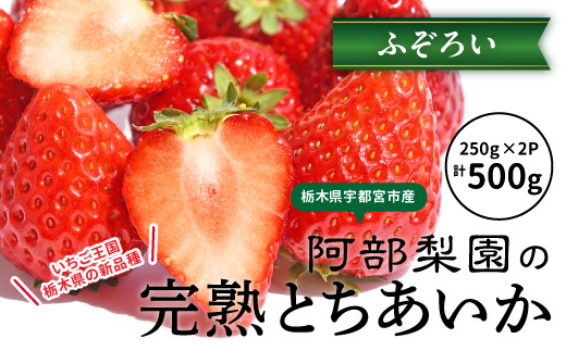 阿部梨園の完熟とちあいか（ふぞろい） ※離島への配送不可 ※2025年12月上旬～2026年5月中旬頃に順次発送予定