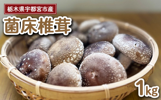 【先行受付】栃木県宇都宮市産　菌床椎茸　1kg ※2025年11月以降順次発送予定