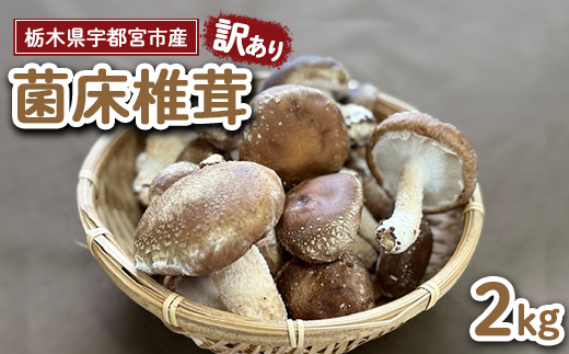 【先行受付】【訳あり】栃木県宇都宮市産　菌床椎茸　2kg ※2025年11月以降順次発送予定