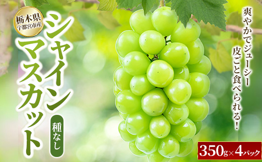 シャインマスカット 350g×4パック｜ぶどう 葡萄 果物 くだもの フルーツ 旬 数量限定 産地直送 栃木県 宇都宮市 ※2025年8月下旬～9月下旬頃に順次発送予定