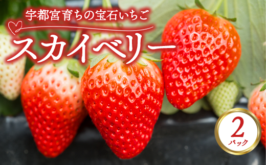 宇都宮育ちの宝石いちご「スカイベリー」 2パック | 苺 イチゴ 果物 フルーツ 栃木県 宇都宮市 ※2025年12月中旬～2026年3月下旬頃に順次発送予定