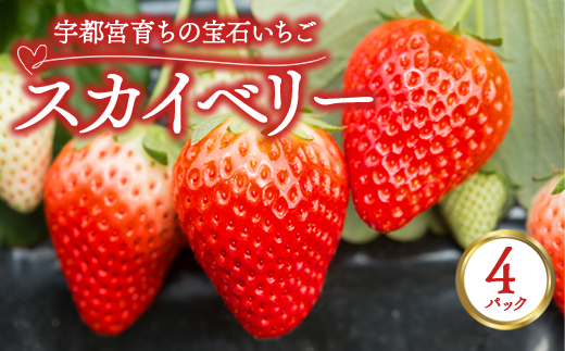 宇都宮育ちの宝石いちご「スカイベリー」 4パック | 苺 イチゴ 果物 フルーツ 栃木県 宇都宮市 ※2025年12月中旬～2026年3月下旬頃に順次発送予定