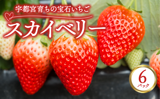 宇都宮育ちの宝石いちご「スカイベリー」 6パック | 苺 イチゴ 果物 フルーツ 栃木県 宇都宮市 ※2025年12月中旬～2026年3月下旬頃に順次発送予定