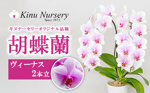 胡蝶蘭 オリジナル品種「ヴィーナス 」2本立ち｜花 蘭 らん ラン コチョウラン 産地直送 生花 鉢 鉢植え 開院祝い 開店祝い 開業祝い 結婚祝い 結婚記念日 就任祝い 退職祝い お祝い 母の日 父の日 ギフト 贈り物 プレゼント　※沖縄、離島への配送不可