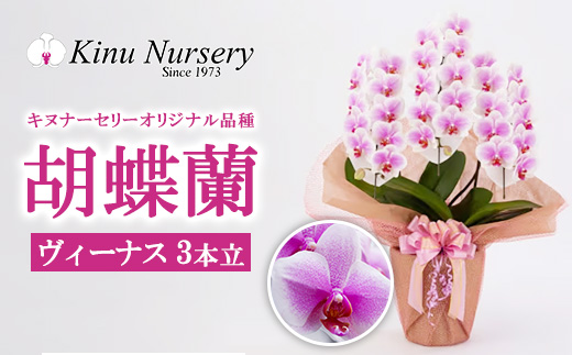 胡蝶蘭 オリジナル品種「ヴィーナス 」3本立ち｜花 蘭 らん ラン コチョウラン 産地直送 生花 鉢 鉢植え 開院祝い 開店祝い 開業祝い 結婚祝い 結婚記念日 就任祝い 退職祝い お祝い 母の日 父の日 ギフト 贈り物 プレゼント　※沖縄、離島への配送不可