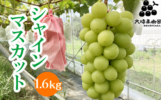シャインマスカット 約1.6kg　※2025年9月中旬頃より順次発送予定