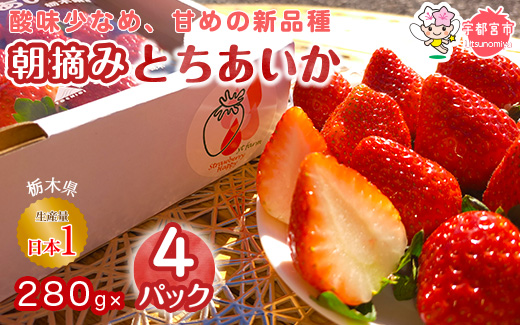 朝摘み とちあいか 4パックセット ※離島への配送不可 ※2026年1月～3月頃に順次発送予定
