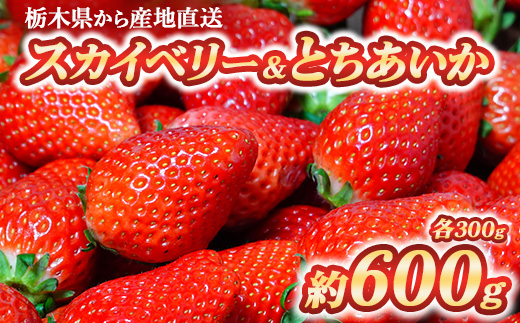 いちご食べ比べセット スカイベリー300g&とちあいか300g ｜ いちご 栃木 スカイベリー 甘い 糖度 旬 新鮮 フルーツ 果物 アレンジ スイーツ いちごジャム フルーツサンド ※2025年12月下旬～2026年3月下旬頃に順次発送予定 ※北海道・沖縄・離島への配送不可