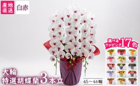 【栃木県宇都宮産】特選胡蝶蘭（大輪）白赤　3本立 45～46輪クラス ※離島への配送不可