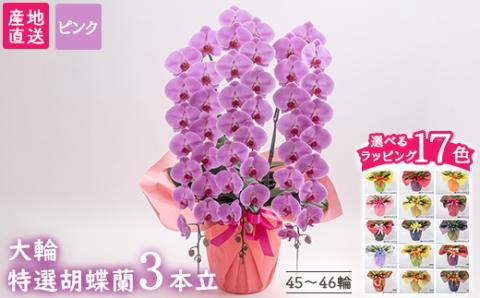 【栃木県宇都宮産】特選胡蝶蘭（大輪）ピンク　3本立 45～46輪クラス ※離島への配送不可