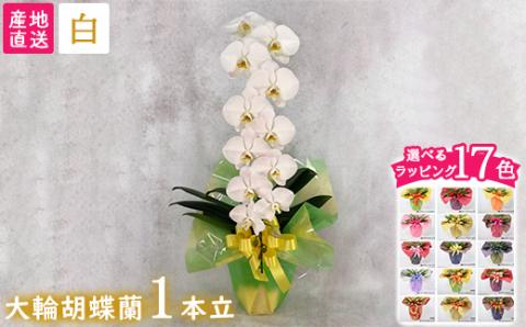 【栃木県宇都宮産】胡蝶蘭（大輪）白　1本立 ※離島への配送不可