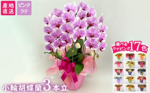 【栃木県宇都宮産】胡蝶蘭（小輪）ピンクラテ　3本立 ※離島への配送不可