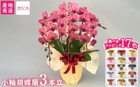 【栃木県宇都宮産】胡蝶蘭（小輪）カシス　3本立 ※離島への配送不可