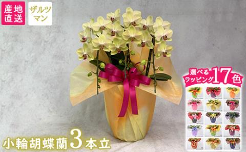 【栃木県宇都宮産】胡蝶蘭（小輪）ザルツマン　3本立 ※離島への配送不可