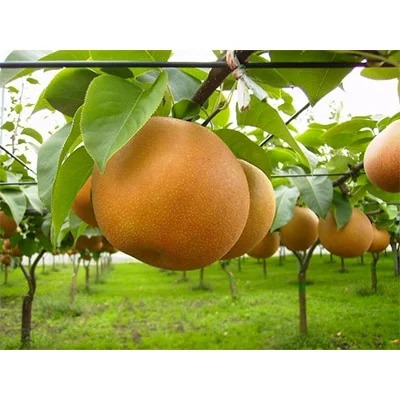 栃木県産JAうつのみやのにっこり梨(5玉～6玉)