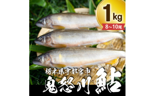 栃木県宇都宮 鬼怒川の鮎 1kg(8～10尾)