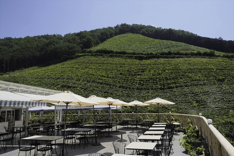 ココワイン/ハーフ3本セット【 ワイン お酒 栃木県 足利市 】 F7Z-019