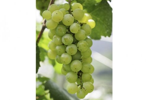 ココワイン 農民セット F7Z-021